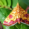 Crambid moth