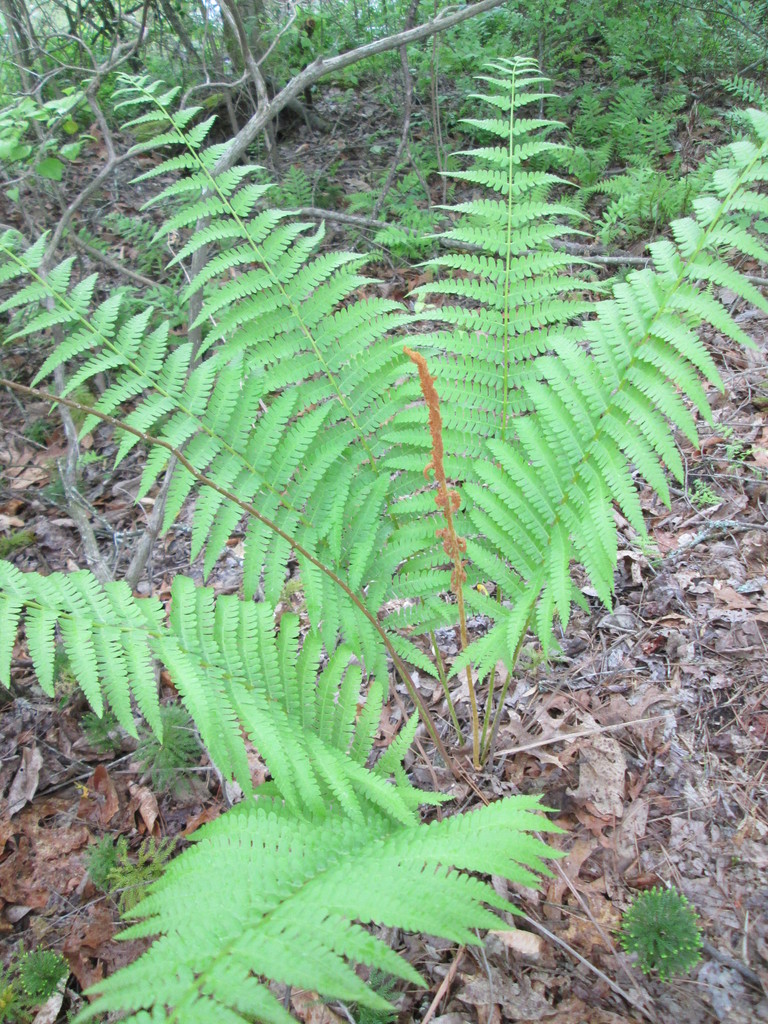 Cinnamon Fern