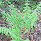 Cinnamon Fern