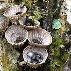 Birds Nest Fungi