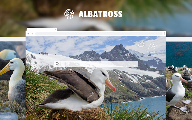 Albatross HD Wallpapers New Tab