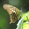 Female Tailed Jay