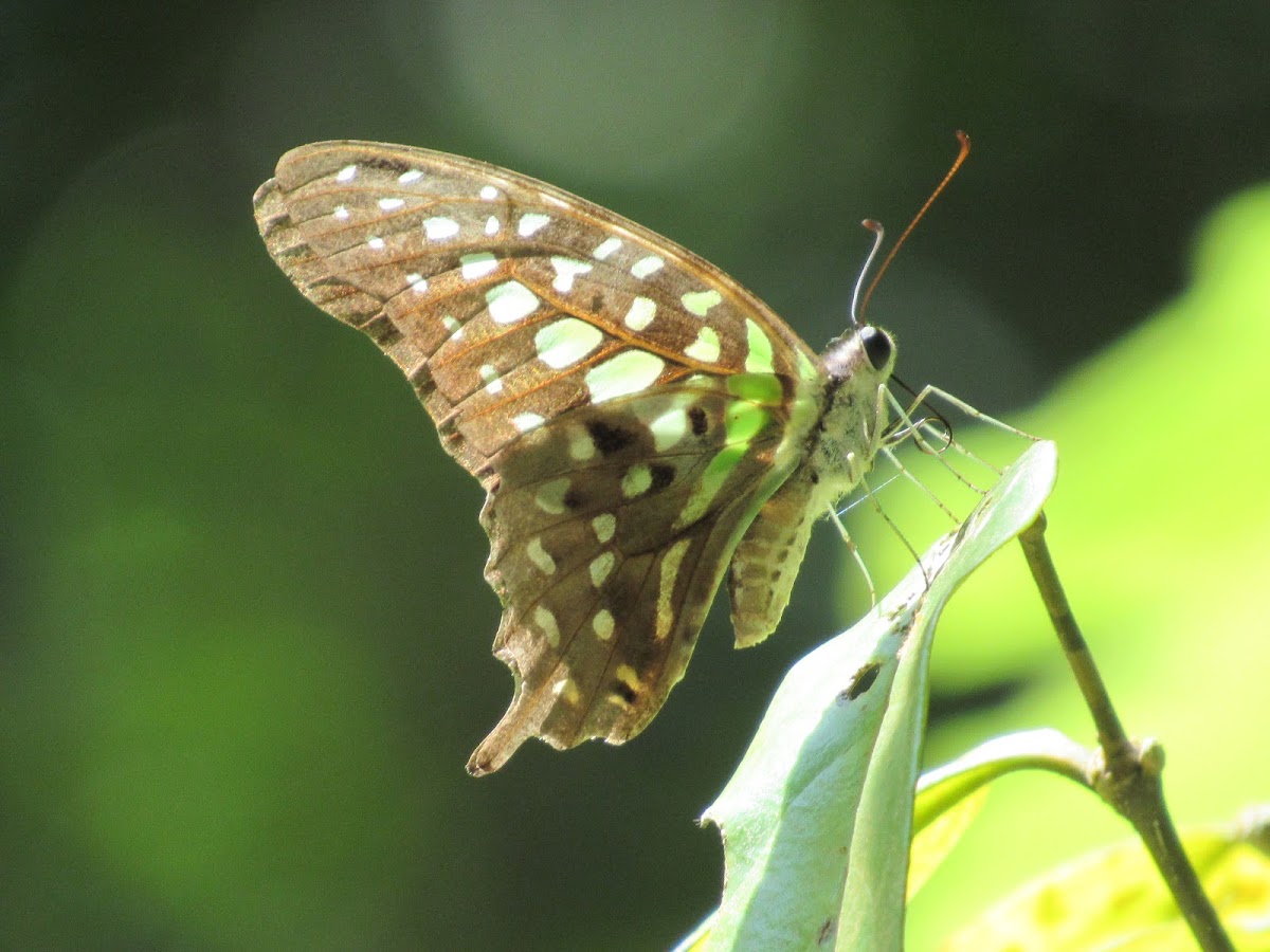 Female Tailed Jay