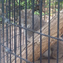 Bobcat