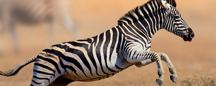 Zebra HD Wallpaper New Tab Theme marquee promo image