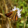 The Lulworth skipper