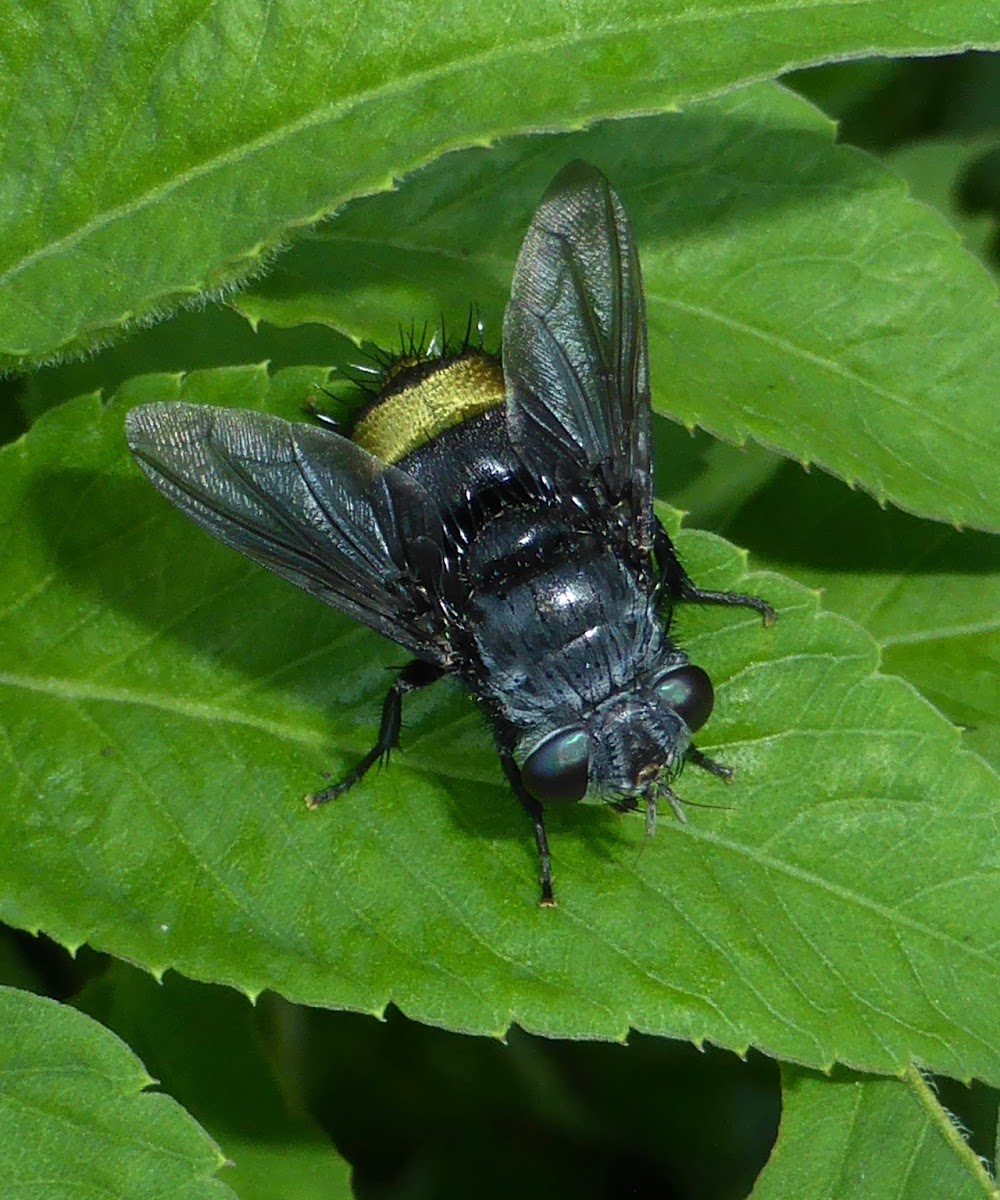 Golden-rumped Fly