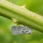 Citrus Flatid Planthopper