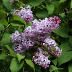 Common Lilac