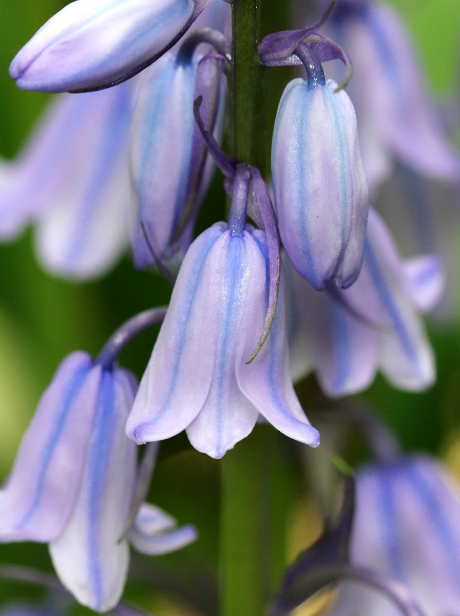 Spanish Bluebells