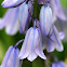 Spanish Bluebells