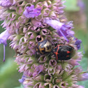 Twice-stabbed Stink Bug