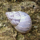 Orthalithid Land Snail