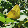 Orange Giant Sulphur