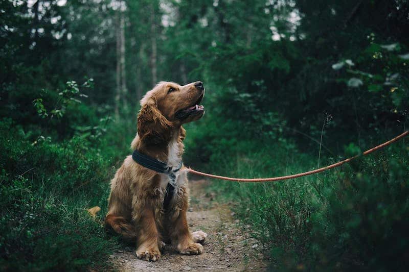 Meilleures idées d'affaires pour promener son chien