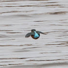 Kingfisher