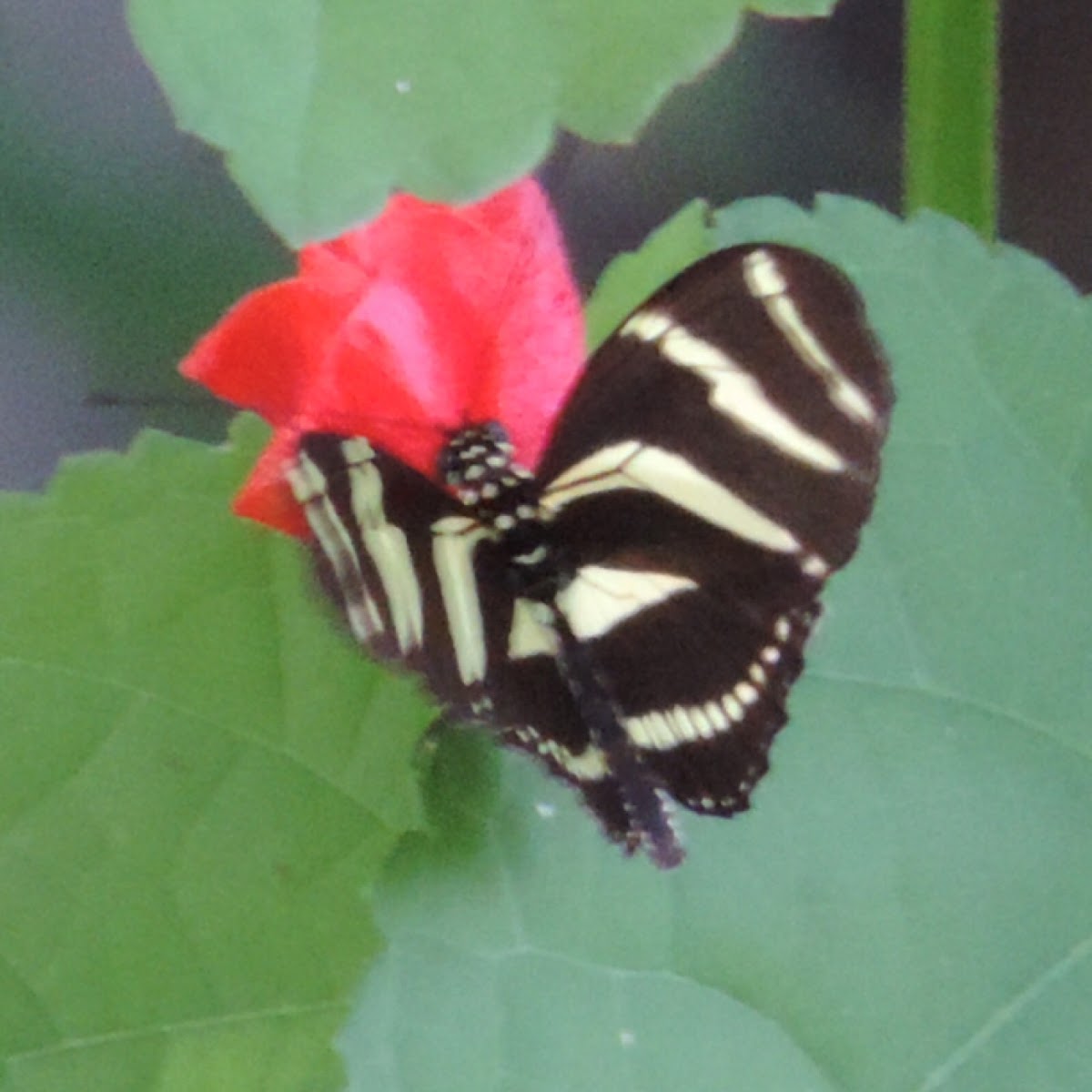 Zebra Longwing, Zebra Heliconian