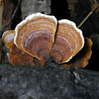 False Turkey Tail