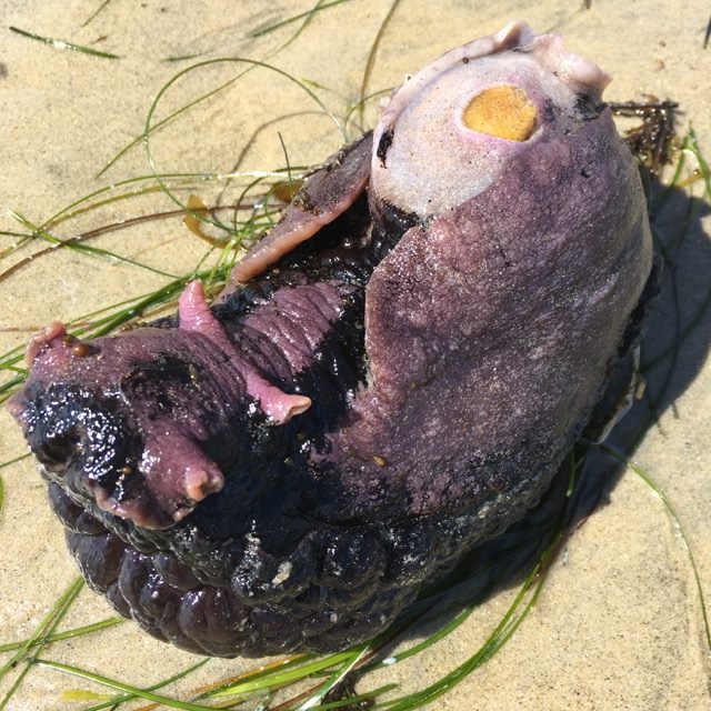 California sea hare