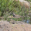 Killdeer