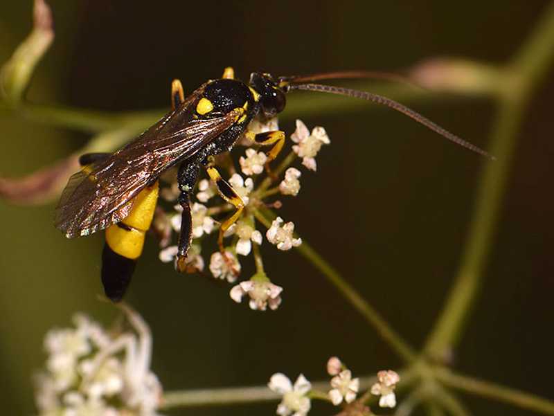 Wasp