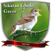 Sikatan Londo Gacor ( Nightingale )  Icon