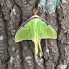 Luna Moth