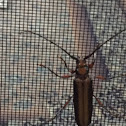 Longhorn beetle