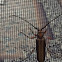 Longhorn beetle