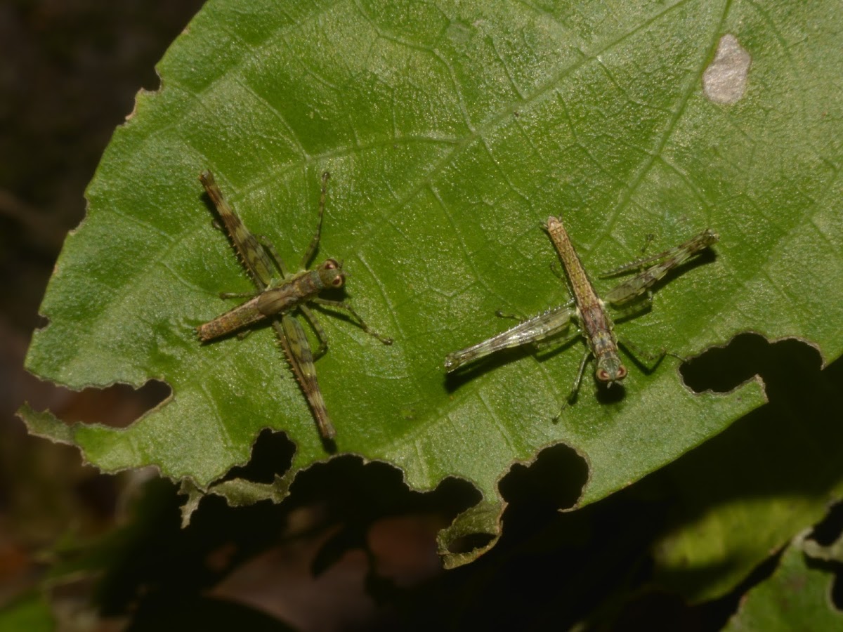 Grasshoppers