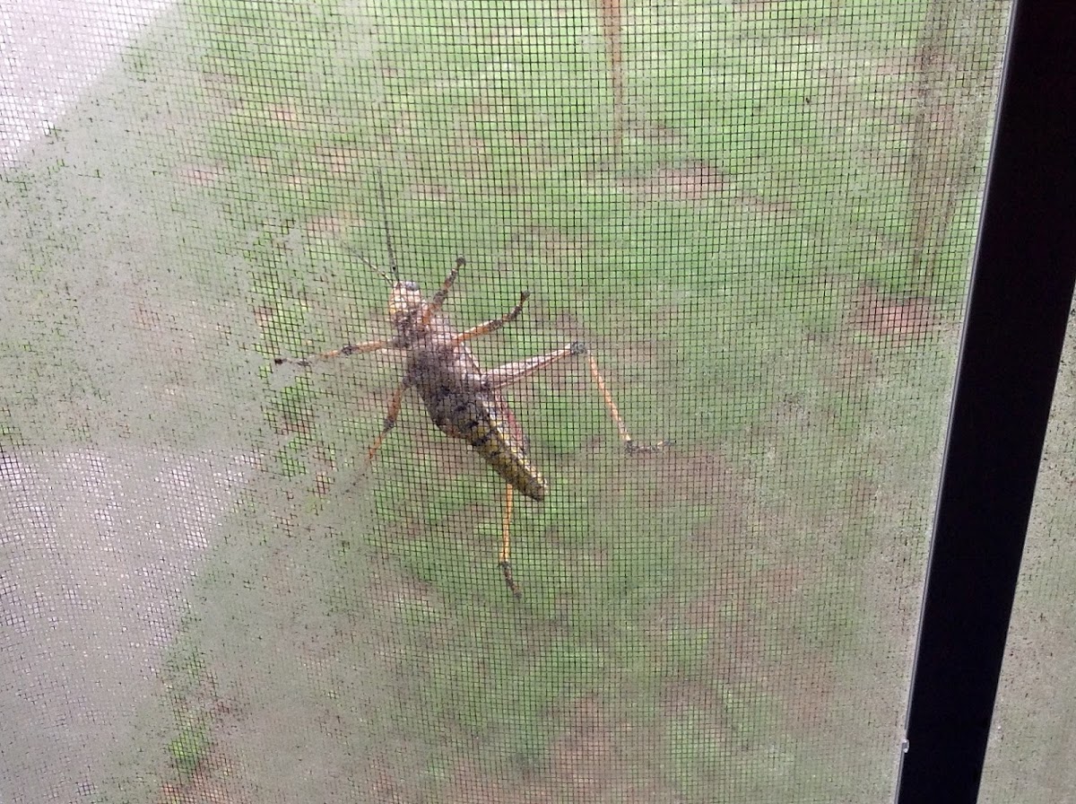 Eastern Lubber Grasshopper