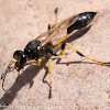 Mud-dauber Wasp