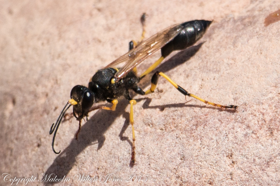 Mud-dauber Wasp