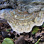 Turkey tail fungus