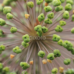 by Barb Toews - Abstract Macro