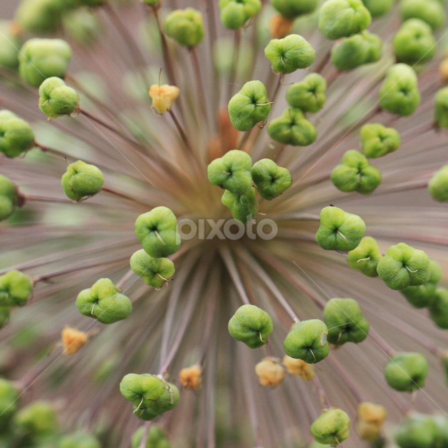 by Barb Toews - Abstract Macro