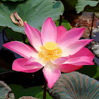 Lotus Flower