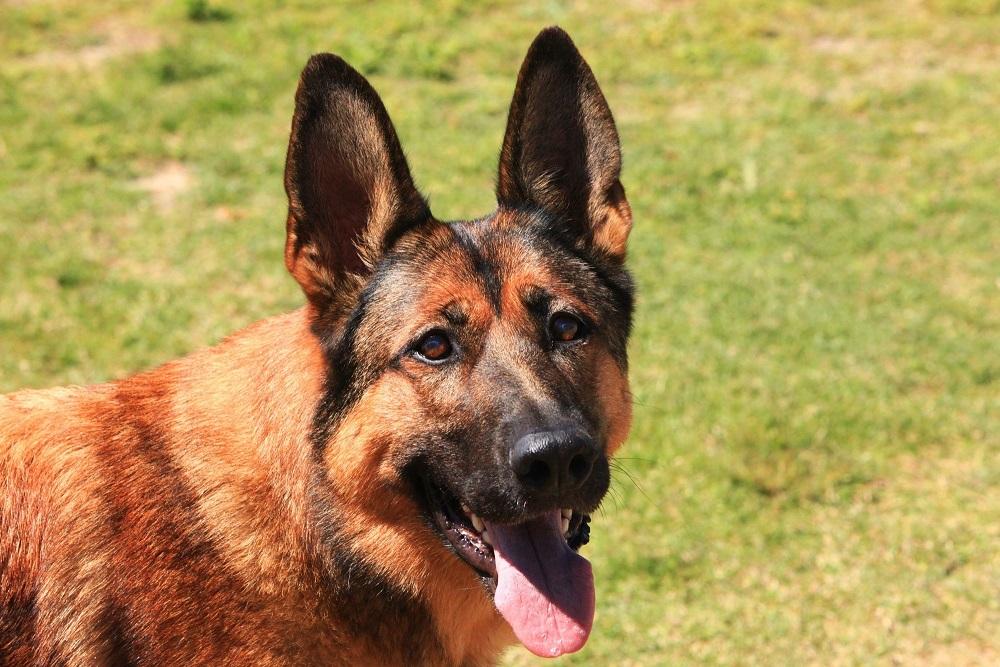 Belgian Malinois