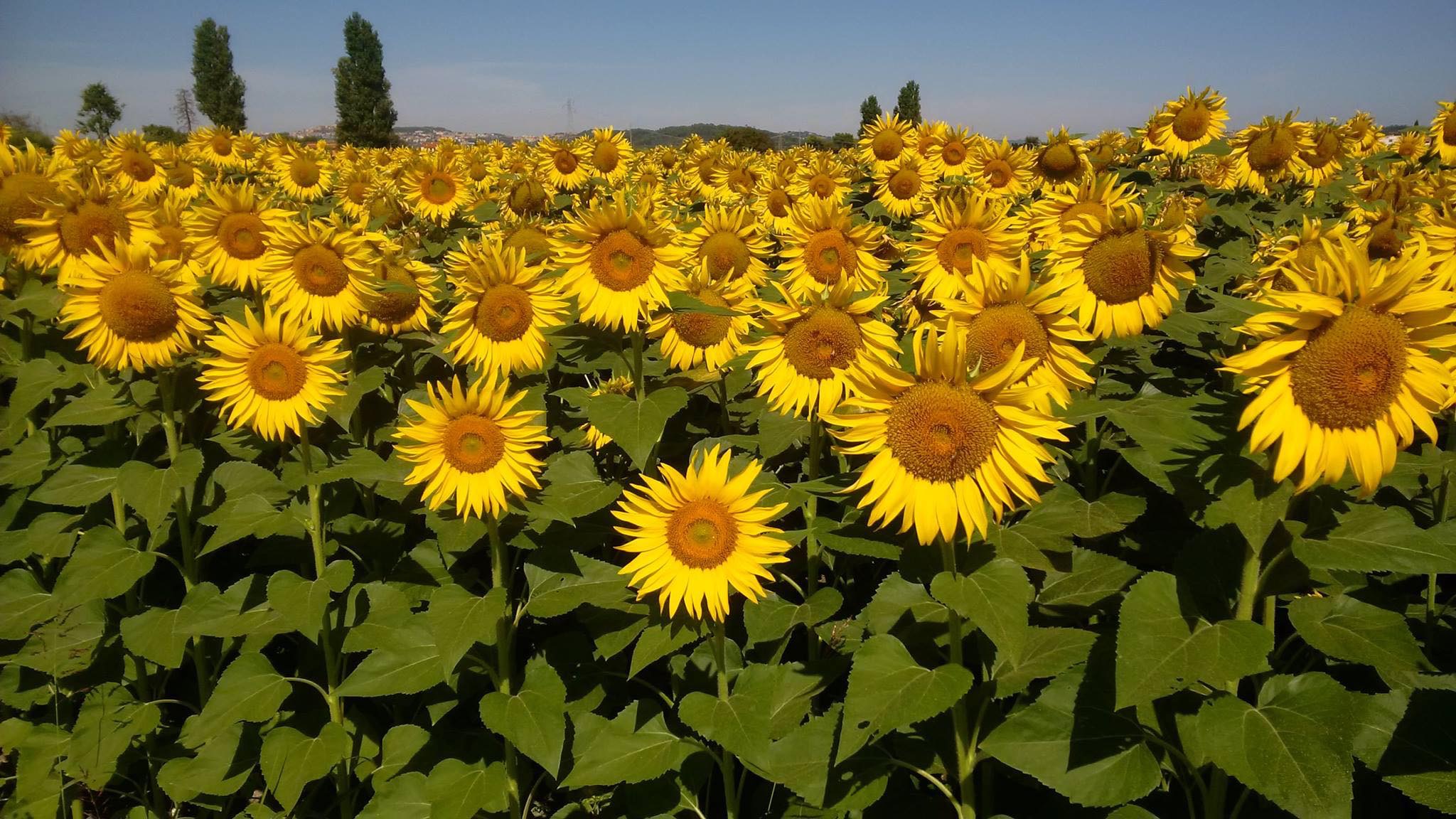 come i girasoli di Resgausch