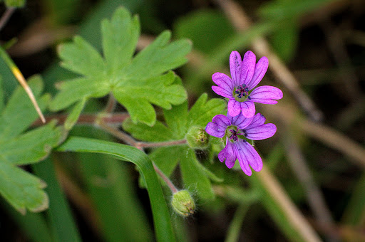 Geranium molle