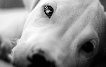 Dogo Argentino Themes & New Tab small promo image