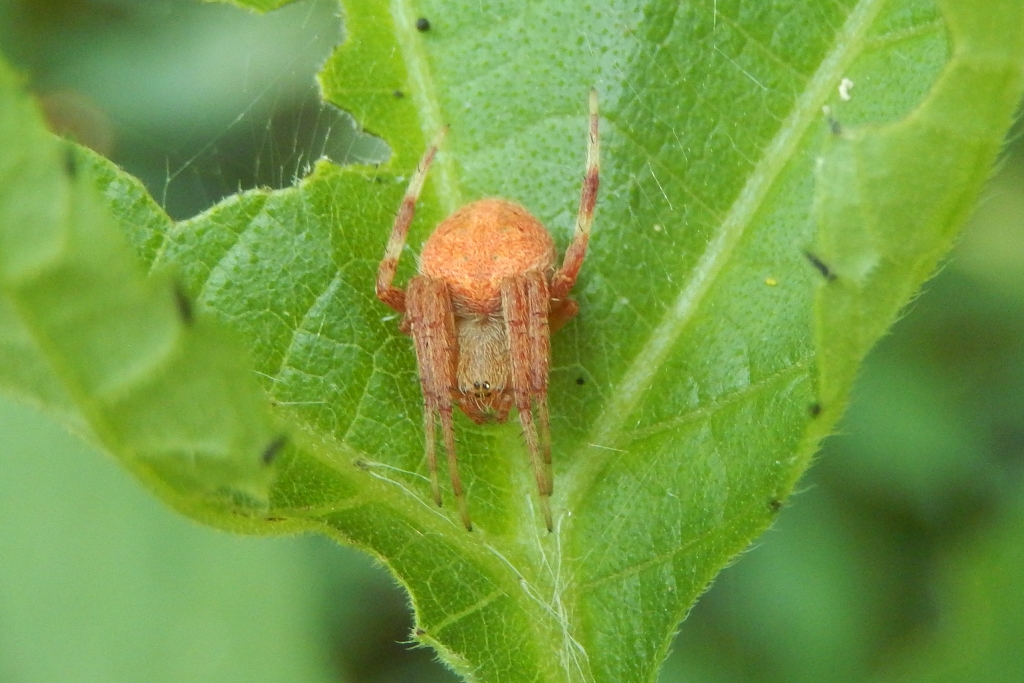 Hentz's Orb Weaver