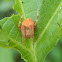 Hentz's Orb Weaver