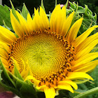 Sun flower