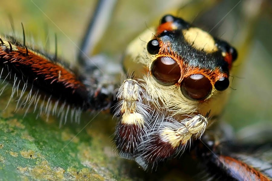 The Hairy Spider | Insects & Spiders | Animals | Pixoto