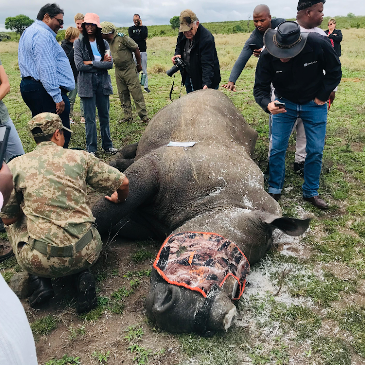 A pregnant rhino is dehorned to deter poachers in the Kruger National Park. File photo.