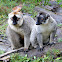 Red-fronted Brown lemur