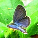 Blue grass buterfly