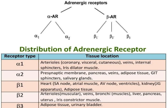 JoVE Science Education > Drugs Acting on Autonomic Nervous System:  Adrenergic Agonists and Antagonists Agents