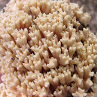 Coral Fungus